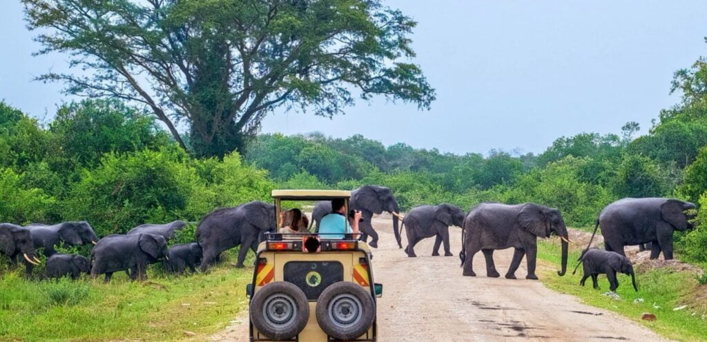 Yaala, Safari Rides