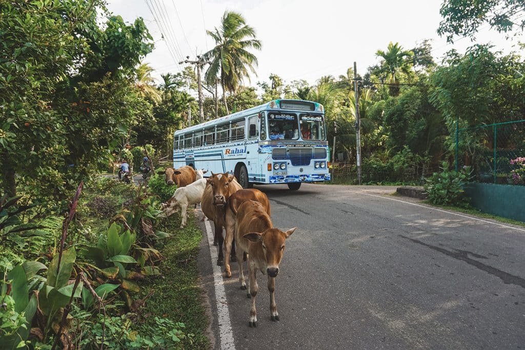 Public Bus in Sri Lanka
