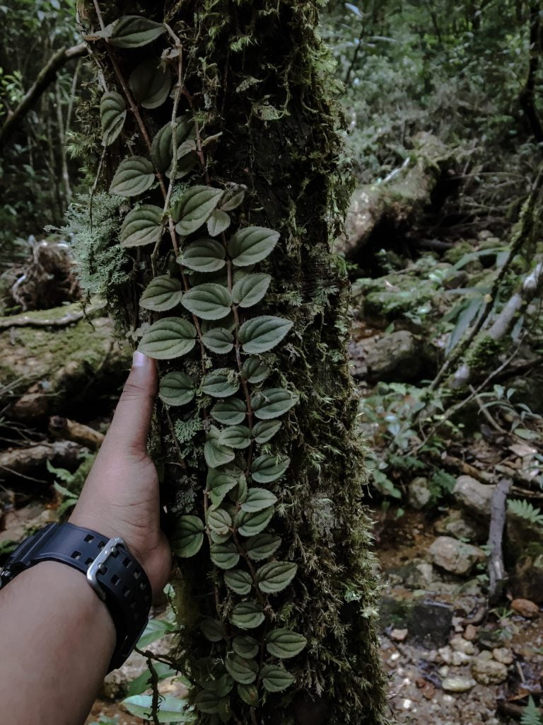 Knuckles Mountain Range