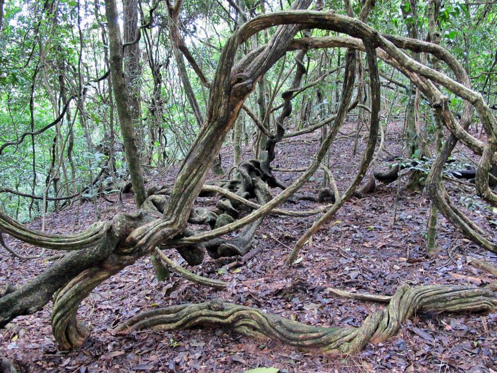 Udawattakele Sanctuary