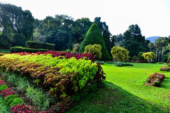 Peradeniya Botanical Garden