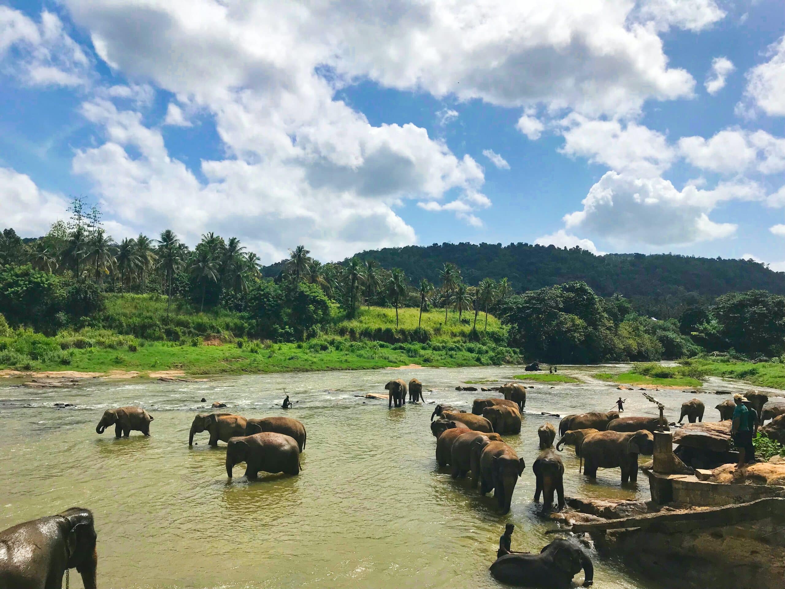 Elephant, Sri Lanka