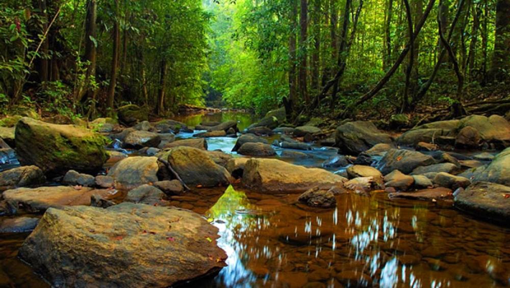 Sinharaja Forest Reserve