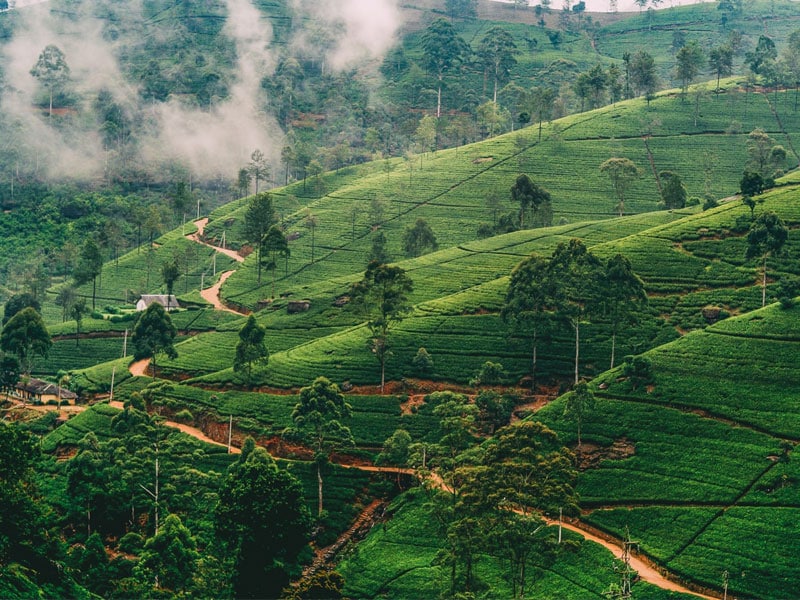 Walking track from Hanthane to Nuwara Eliya