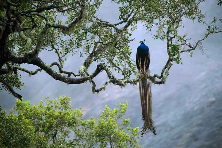 Sinharaja Forest Reserve Sri Lanka